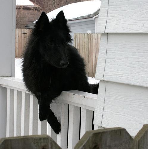 Random photo of a dog