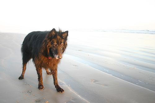 Random photo of a dog