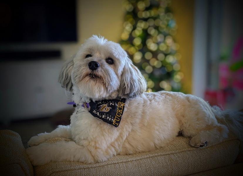 Random photo of a dog