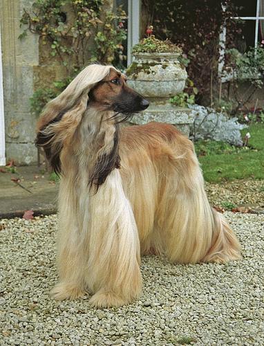 Random photo of a dog