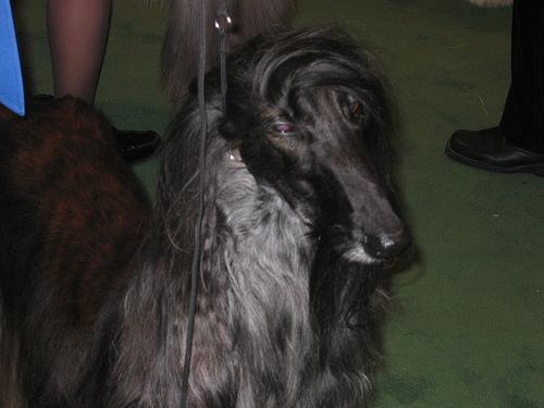 Random photo of a dog