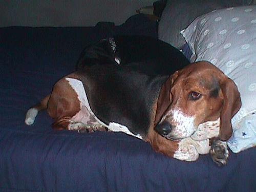 Random photo of a dog