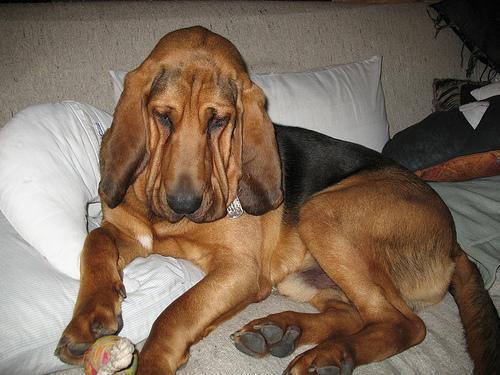 Random photo of a dog