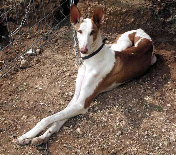 Random photo of a dog