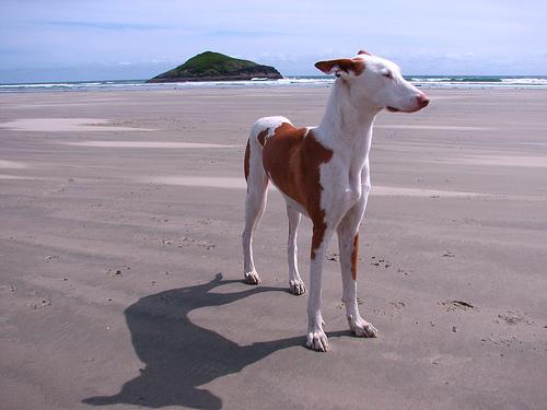 Random photo of a dog
