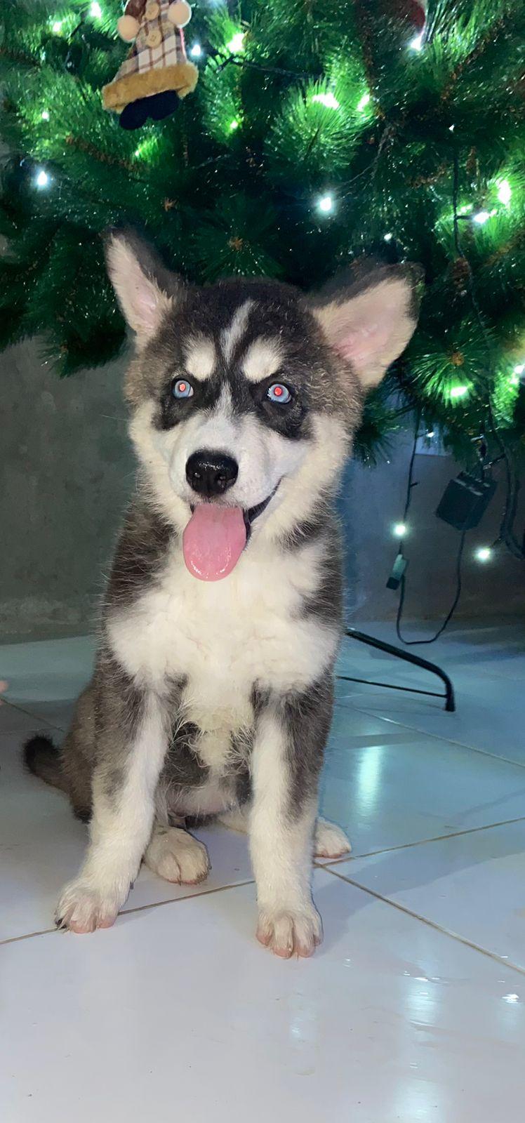 Random photo of a dog