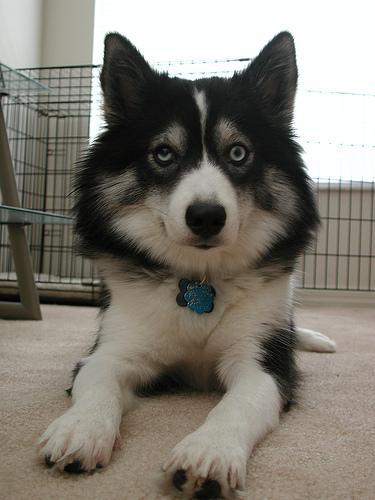 Random photo of a dog