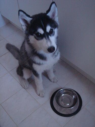 Random photo of a dog