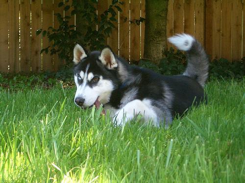 Random photo of a dog