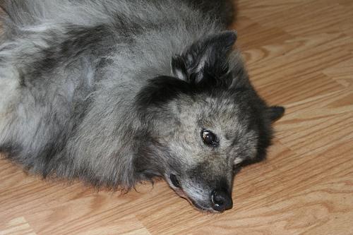 Random photo of a dog
