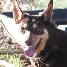 Random photo of a dog
