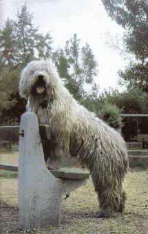 Random photo of a dog