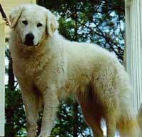 Random photo of a dog