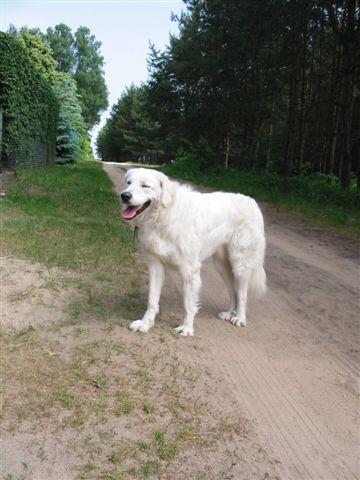 Random photo of a dog