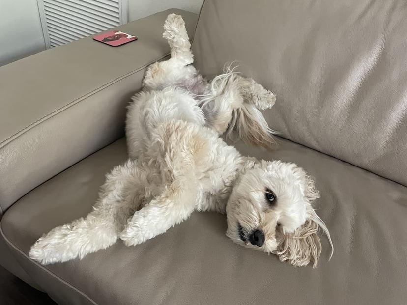 Random photo of a dog