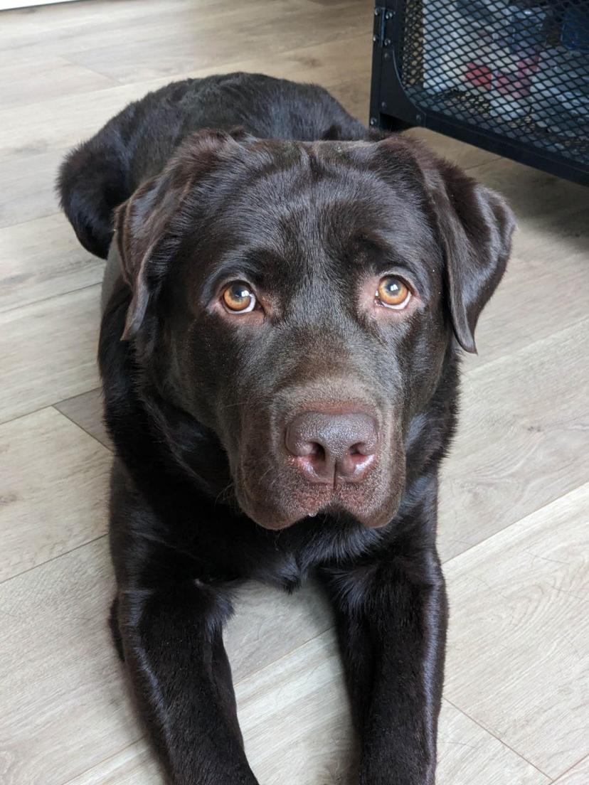 Random photo of a dog