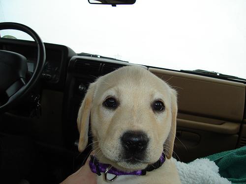 Random photo of a dog