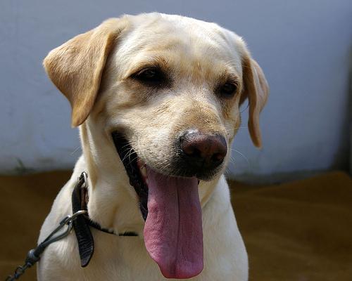 Random photo of a dog
