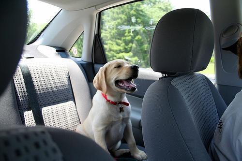 Random photo of a dog