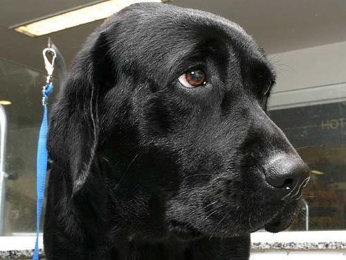 Random photo of a dog
