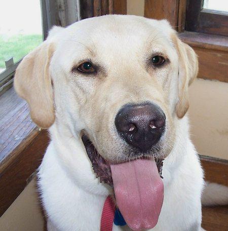 Random photo of a dog