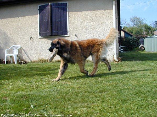 Random photo of a dog