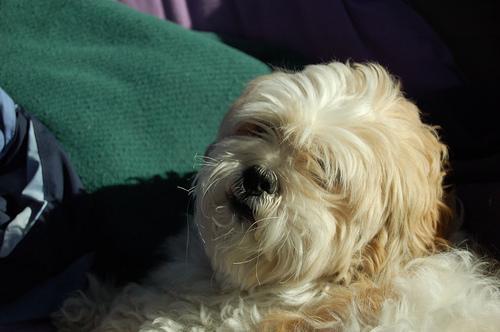 Random photo of a dog