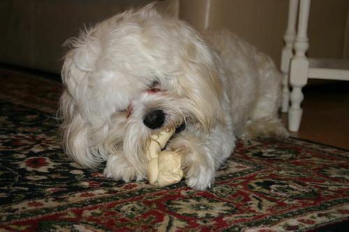 Random photo of a dog