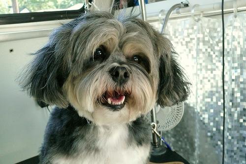 Random photo of a dog