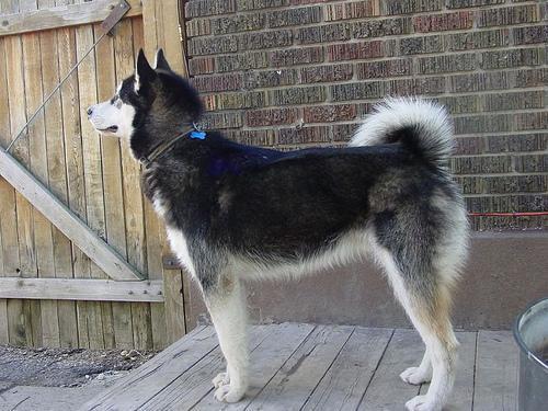 Random photo of a dog