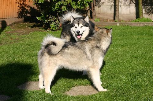 Random photo of a dog