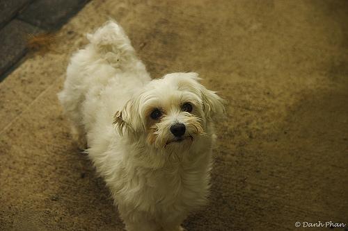 Random photo of a dog