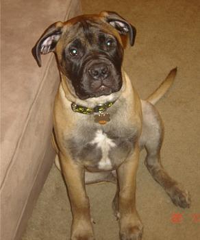Random photo of a dog