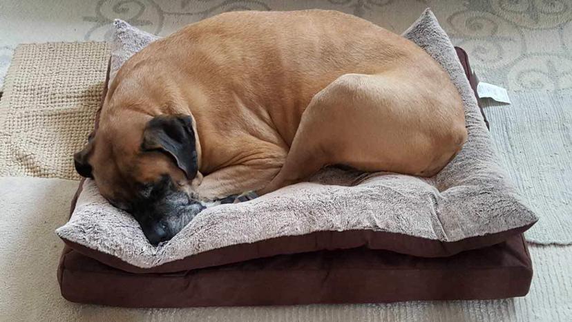 Random photo of a dog