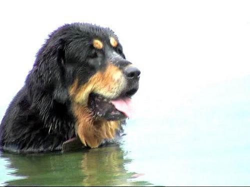 Random photo of a dog