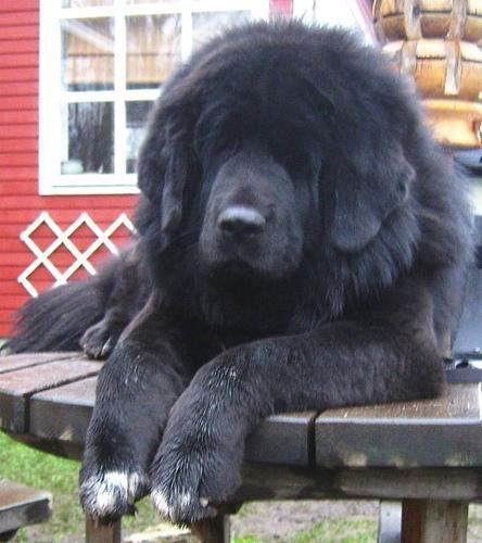 Random photo of a dog