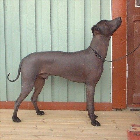 Random photo of a dog