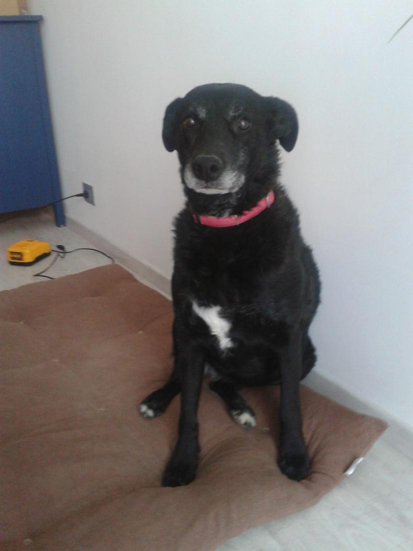 Random photo of a dog