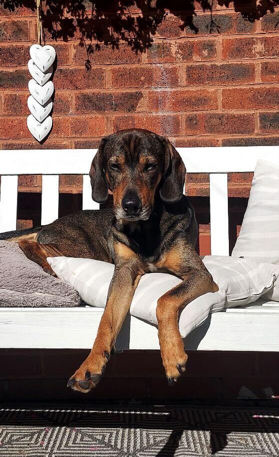Random photo of a dog