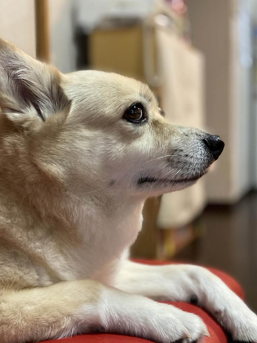 Random photo of a dog