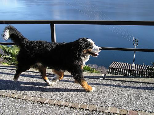 Random photo of a dog