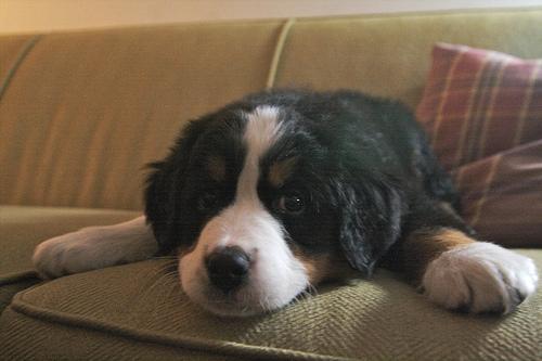 Random photo of a dog