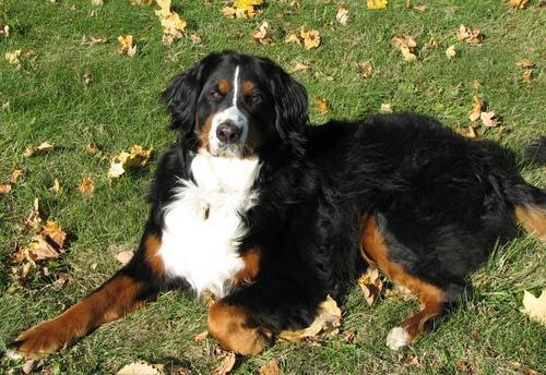 Random photo of a dog