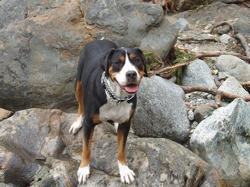 Random photo of a dog