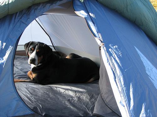 Random photo of a dog