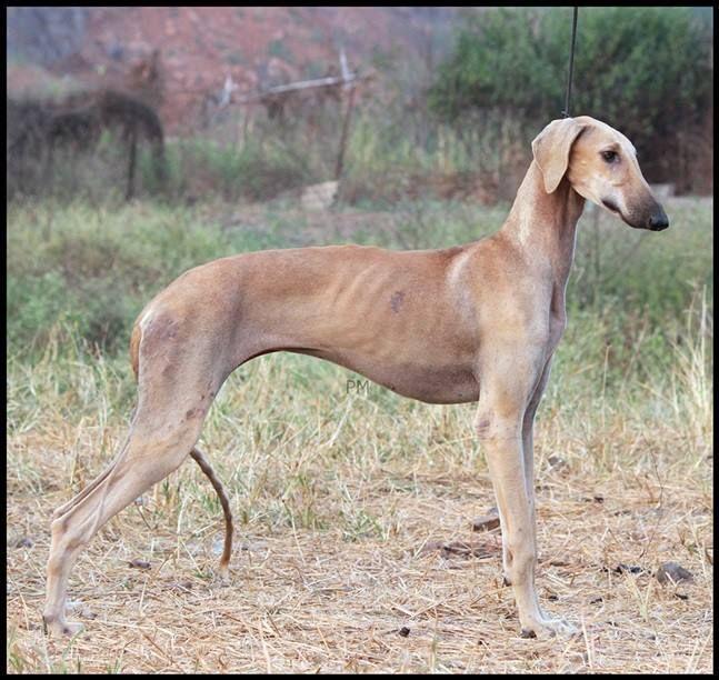 Random photo of a dog