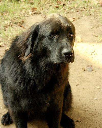 Random photo of a dog