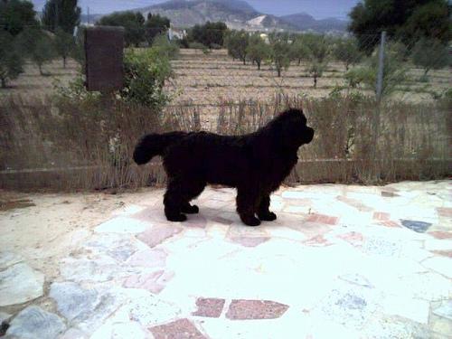 Random photo of a dog