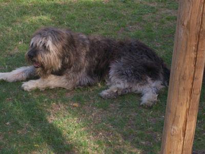 Random photo of a dog