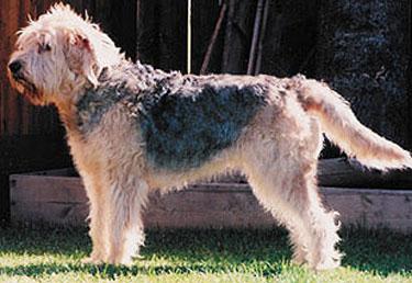 Random photo of a dog